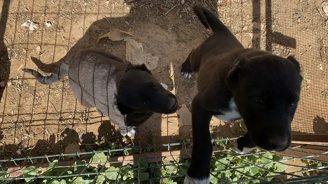 26 Günlük Yavruları Kulaklarını Kesip 40 Bin Liraya Satıyorlar 1